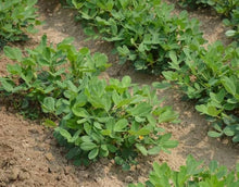 Peanut Plants for gardeners building out beds and borders