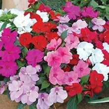 Pink Impatiens Seeds (Impatiens walleriana) for a lasting display in the Shaded Flower Border