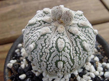 Astrophytum Super-KABUTO Red for planting in cactus display garden