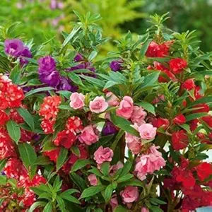 Bell Orchid Flower - for planting in home garden