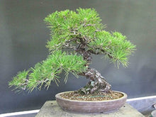 Japanese Larch ��������� Larix kaempferi ��������� for bonsai or shade planting