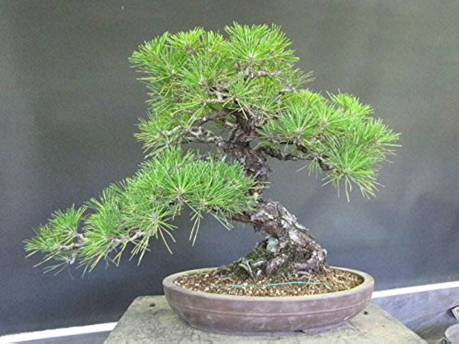 Japanese Larch ��������� Larix kaempferi ��������� for bonsai or shade planting