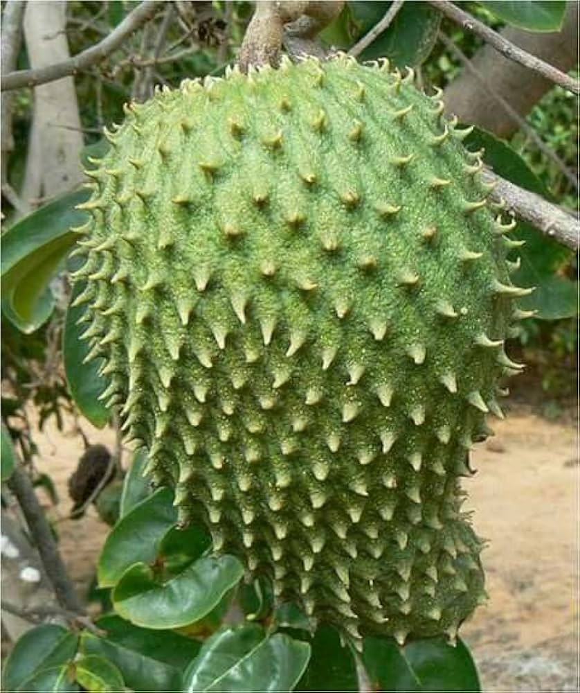 Graviola Annona muricata for planting in tropical garden