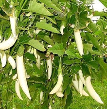 Little White Finger eggplant seeds (Solanum melongena) for vegetable garden planting