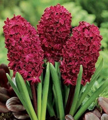 Hyacinth Seeds (Hyacinthus orientalis) for colorful blooms in the containers and backyard flower beds