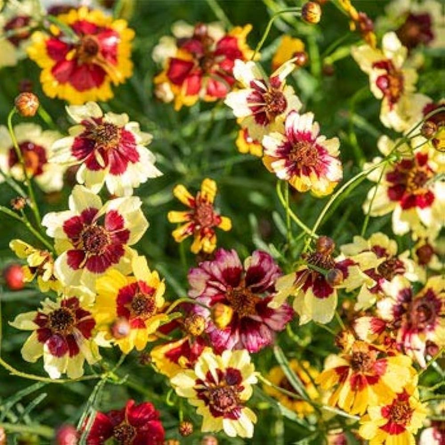 Coreopsis Coreopsis Palmata Prairie Wildflower Seeds for Planting – Native Flower Seeds for Pollinator Gardens and Open Spaces