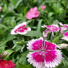 Dianthus Dolce William Pink Seeds (Dianthus barbatus) grown for groundcover and decorative planting