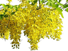 Wisteria Seeds (Wisteria spp.) for colorful blooms in the Flower Bed & Urban Garden