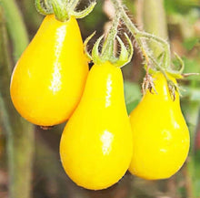 Yellow Pear Tomato Seeds for growers stocking a kitchen garden