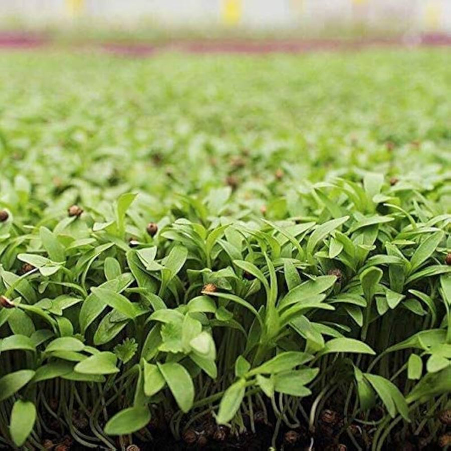 Coriander seeds (Chinese parsley) for herb gardens