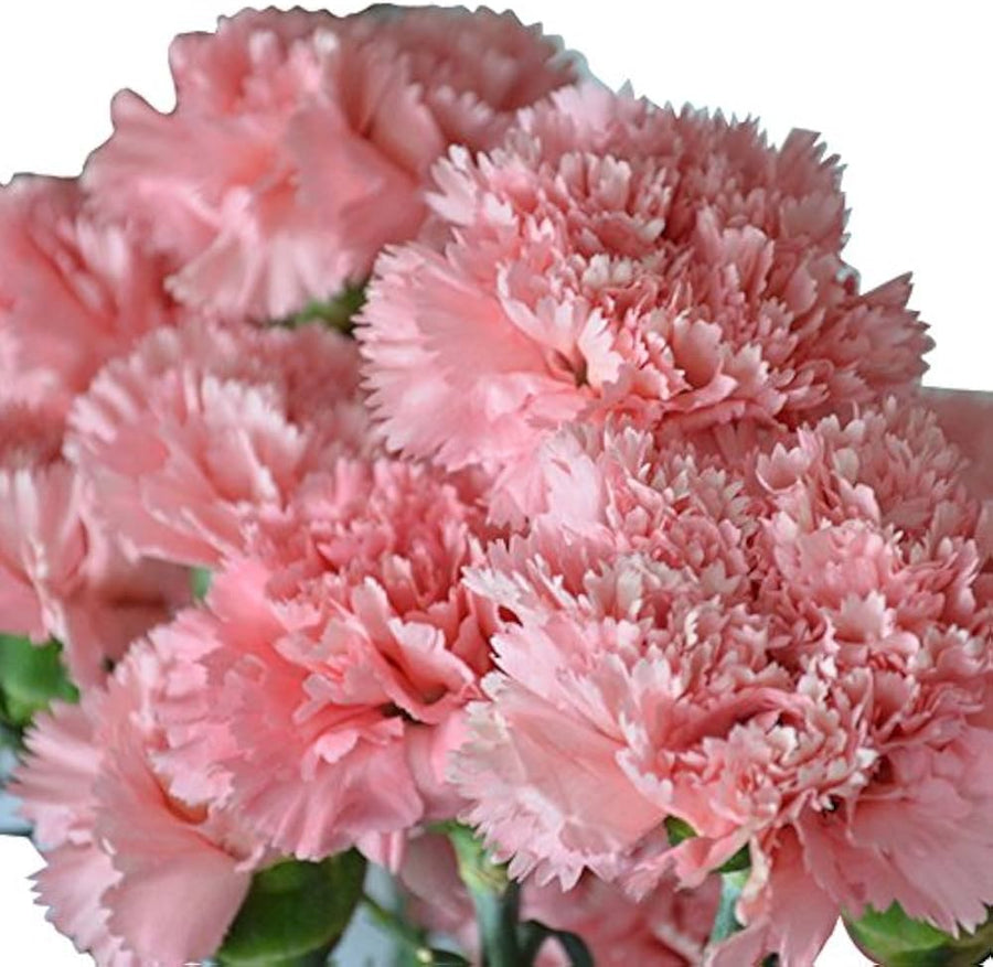 Carnation Flower ��������� Dianthus caryophyllus ��������� for planting in orange garden