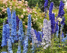 Delphinium Blue Seeds valued for long Blooming Flowers