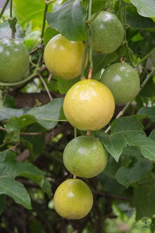 Passion Seeds for a sweet addition to the home orchard