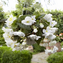 Begonia Tuberous Non Stop white flower Seeds for a lasting display in the vibrant shaded containers