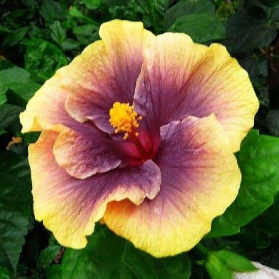 Hibiscus Hibiscus Rosa-Sinensis Yellow Purple Flower Seeds for Planting – Ideal for Ornamental Gardening and Colorful Borders