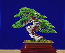 Wacholder Bonsai Tree Seeds for long-term planting in the home garden flower bed