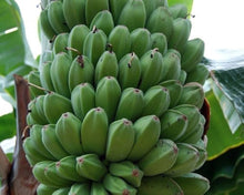 Darjeeling Banana Seeds (Musa acuminata) for growers filling out the tropical gardens and edible landscapes