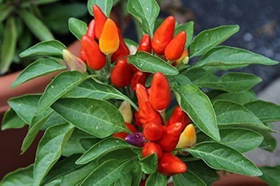 Kirsch pepper seeds