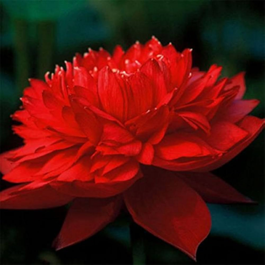 Red Longevity Flower Longevity spp. Seeds for planting in flower bed