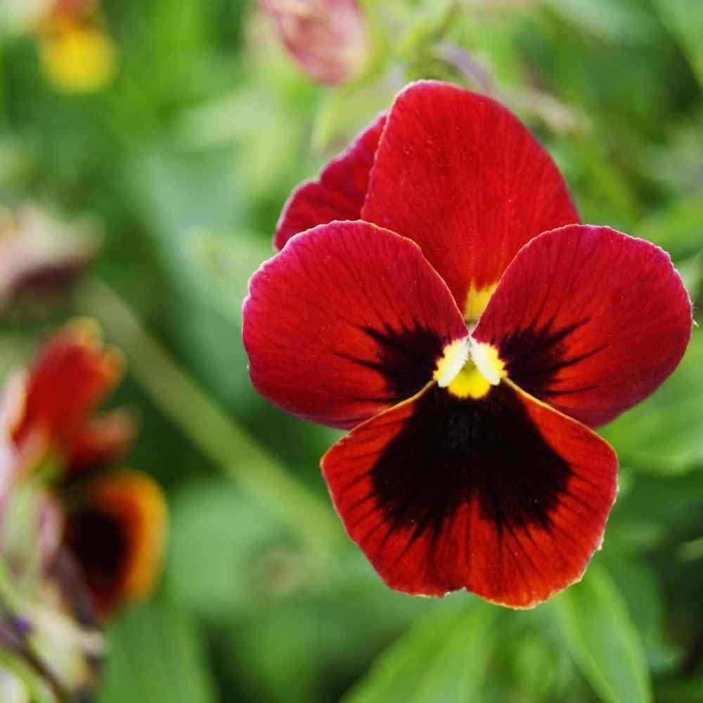 Pansy Character Red Wing for garden planting