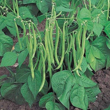 Pole Bean Seeds (Phaseolus vulgaris) for a fresh homegrown crop from the Vegetable Patch