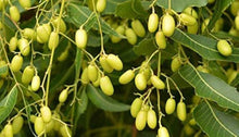 Neem Tree Seeds for Planting Azadirachta indica for herbal gardens and natural landscapes