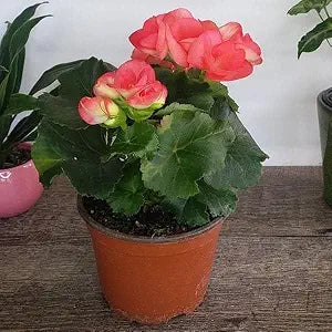 Mixed Color Moss Rose (Purslane) Flower - for planting in home garden