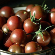 Tomato Solanum Lycopersicum Chocolate Cherry Seeds for a reliable harvest in the Patio Garden Pots