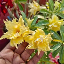Adenium Obsum Desert Rose Triple Jaune Fragrant Regen Seeds for reliable seasonal color