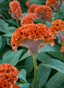 Orange Cockscomb Seeds for seasonal color across the Garden Display