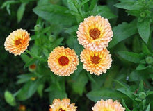 Heirloom Seeds (Calendula officinalis) for reliable seasonal color
