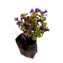 Torenia Seeds (Torenia fournieri) for growers filling out the Flower Urban Garden