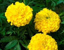 Marigold Seeds (Tagetes erecta) for a bright addition to the Flower Garden Border