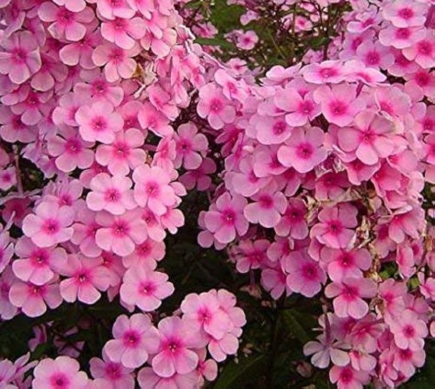 Brilliant Phlox  Phlox paniculata  for planting in perennial flower beds