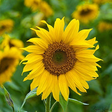 Dwarf Sunflower Seeds for growers seeking a long-blooming display