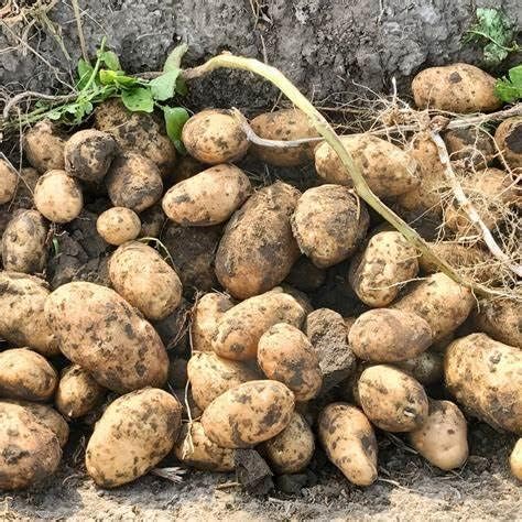 Potato Vegetable for planting