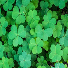 New Four-Leaf Clover Seeds, Garden Plants, Bonsai Seeds, Variety, Intermediate, Perennial Flower Seeds, Evergreen Leaves  Ornamental Garden Plant Garden Plant Seeds