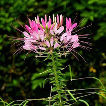 Queen Cleome Seeds (Cleome hassleriana) for colorful blooms in the flower beds and gardens