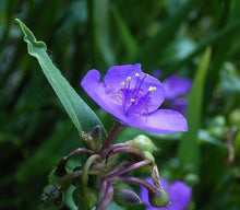 Ohio Spiderwort Seeds known for unique Spiderwort Blooms