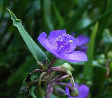 Dark Blue Tradescantia Masterblume Seeds for colorful blooms in the Border Edges