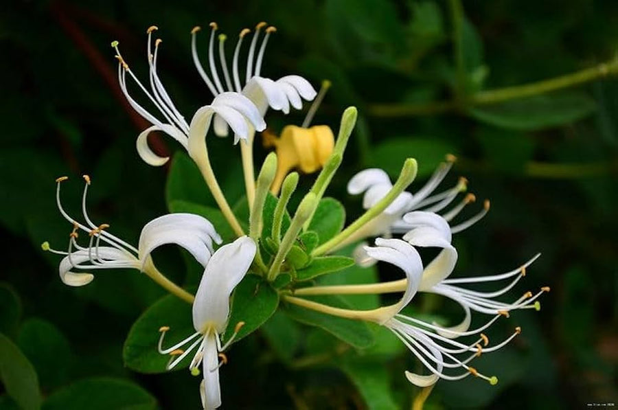 Lonicera Japonica flower seeds (Lonicera japonica) for trellis and garden vine planting