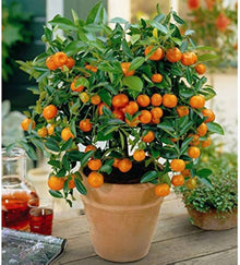 Mandarin Orange Citrus Edible Plant Seeds for a sweet addition to the home orchard