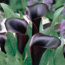 Calla Lily Zantedeschia Aethiopica Seeds for a bright addition to the Indoor Shaded Garden Beds