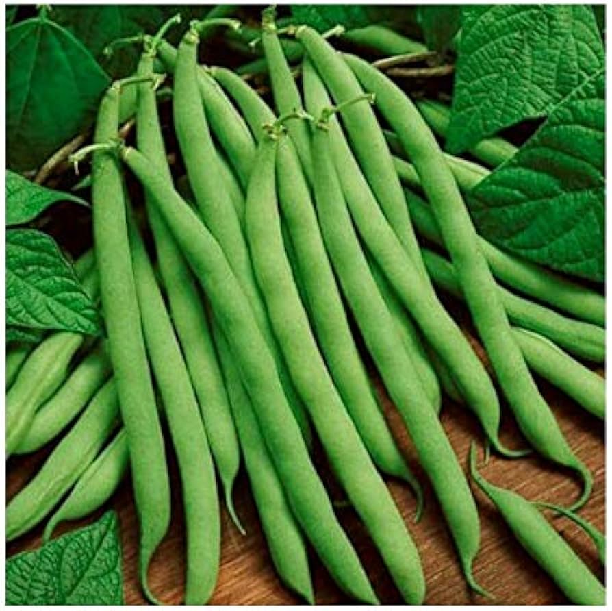 Blue Lake Bean (Phaseolus vulgaris) for planting in compact home garden