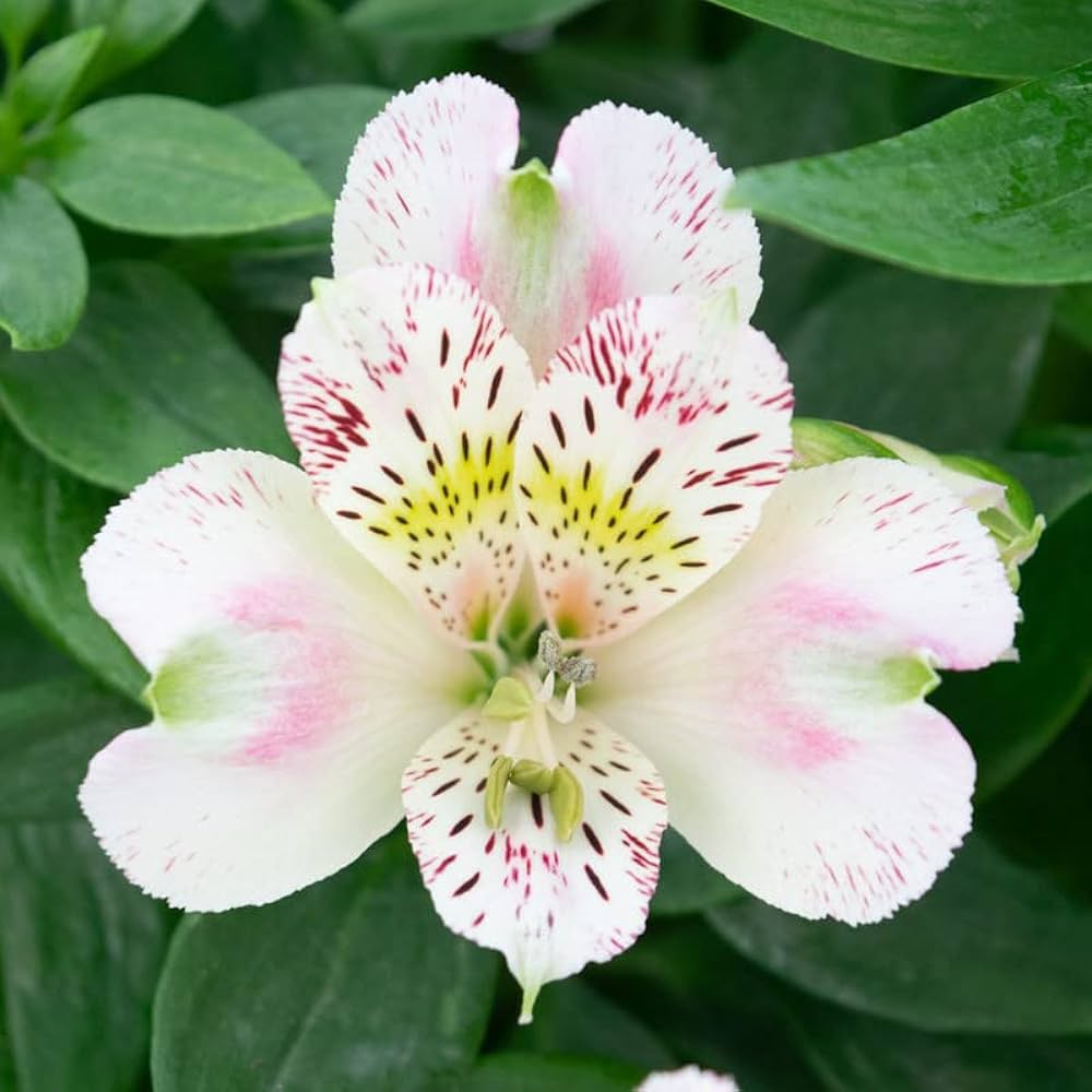 White Alstroemeria (Alstroemeria spp.) seeds for garden planting