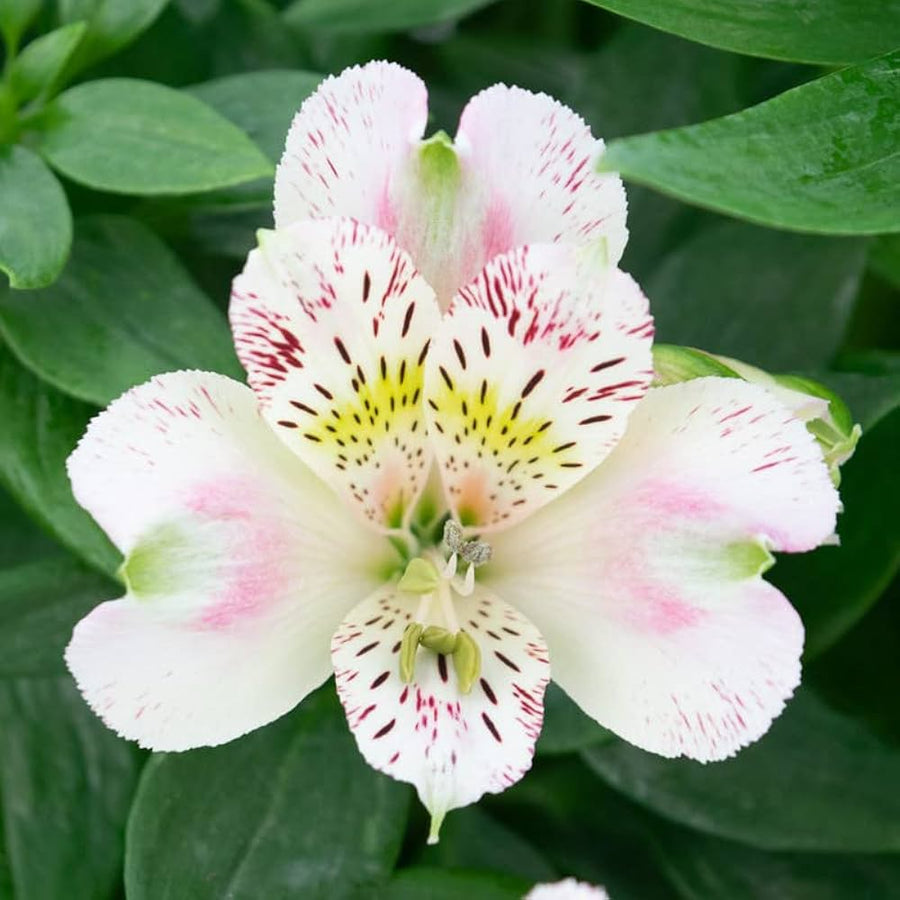 Peruvian lily (Alstroemeria) mixed seeds ��������� colorful blooms for planting in home garden