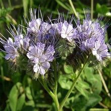 Lacy Phacelia Phacelia Tanacetifolia Seeds for reliable seasonal color