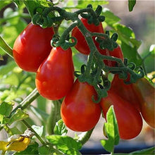 Red Pear Tomato Seeds (Solanum lycopersicum) for a fresh homegrown crop from the kitchen garden spaces
