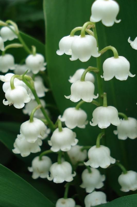 Lily of the Valley Flower Seeds  Fragrant Perennial Garden Plant Premium Quality Seeds