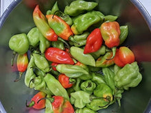 Pepper Seeds (Capsicum spp.) for productive rows in the Vegetable Patch